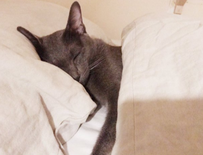 кот спит под одеялом